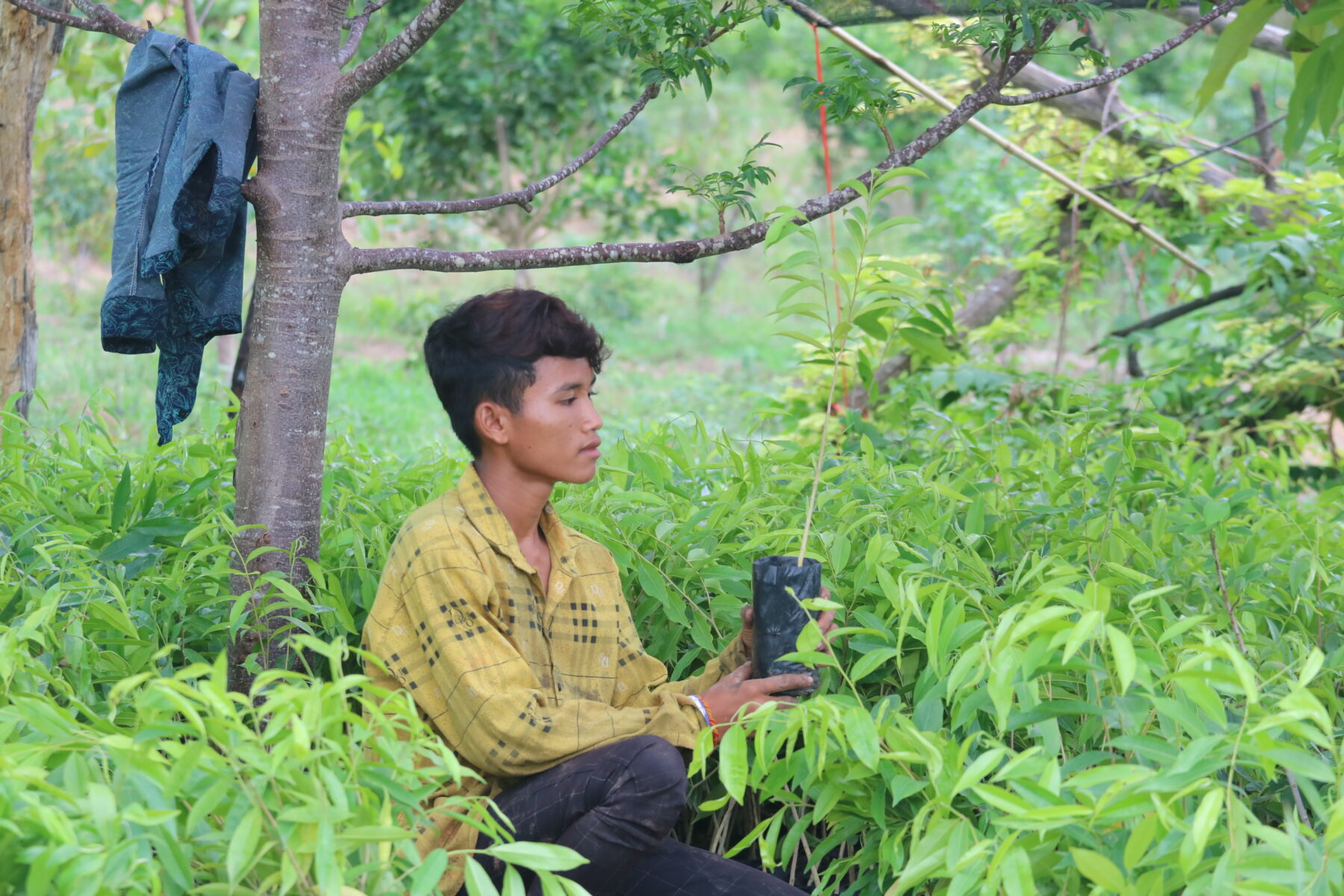 Reviving native Agarwood in Cambodia’s Cardamom Mountains: A model for ...