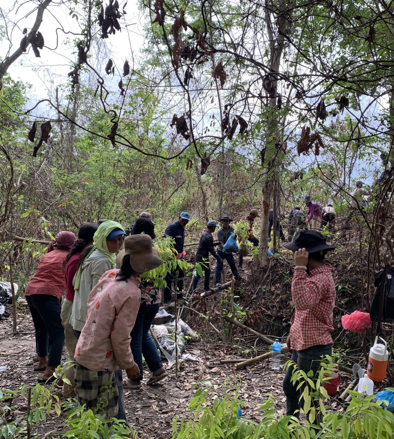 Reviving native Agarwood in Cambodia’s Cardamom Mountains: A model for ...